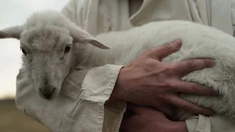 A Sheep held securely by it's shepherd